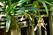 PAPHIOPEDILUM LOWII ORCHID