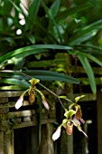 PAPHIOPEDILUM LOWII ORCHID