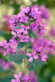 LUNARIA ANNUA; HONESTY