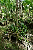 ORCHIDS GROWING IN DISPLAY TROUGHS IN A GARDEN SETTING