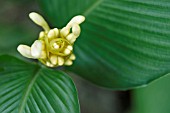 CALATHEA MARANTIFOLIA