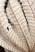 DRIED LEAF