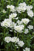 IBERIS SEMPERVIRENS; CANDYTUFT