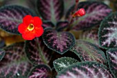 EPISCIA CUPREATA