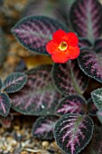 EPISCIA CUPREATA