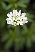 IBERIS SEMPERVIRENS; CANDYTUFT