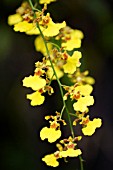 YELLOW ONCIDIUM