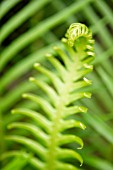 FERN FROND UNCURLING