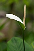 WHITE ANTHURIUM