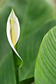 WHITE ANTHURIUM