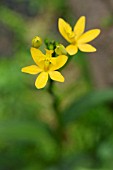 YELLOW FLOWERS OF SPATHOGLOTTIS KIMBALLIANA