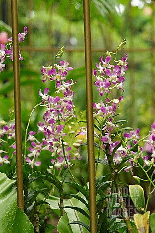 PINK_AND_WHITE_DENDROBIUM