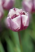 TULIPA ZUREL