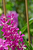 PINK VANDA ORCHID