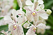 WHITE VANDA ORCHID WITH RED SPOTS