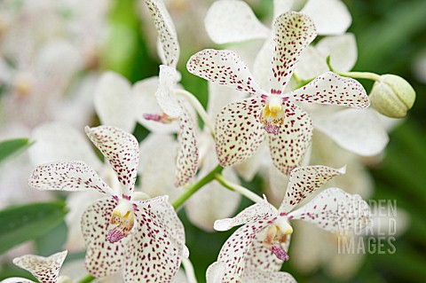 WHITE_VANDA_ORCHID_WITH_RED_SPOTS