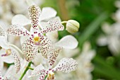 WHITE VANDA ORCHID WITH RED SPOTS