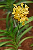 YELLOW VANDA ORCHID