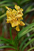 YELLOW VANDA ORCHID