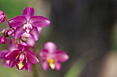 SPATHOGLOTTIS UNGUICULATA