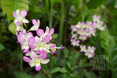 PINK_AND_WHITE_DENDROBIUM_ORCHID
