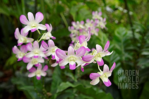 PINK_AND_WHITE_DENDROBIUM_ORCHID