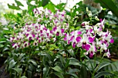 PINK AND WHITE DENDROBIUM ORCHID