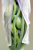 NECTAROSCORDUM SICULUM IN BUD