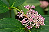 MEDINILLA BEAMANII