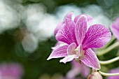 DENDROBIUM JOAQUIM (DENDROBIUM LE-CLASSIC X DENDROBIUM FAIRY WONG)