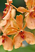 RENANTANDA PRINCE NORODOM SIHANOUK (VANDA TAN CHAY YAN X RENANTHERA COCCINEA)