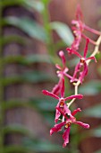 RENANTANDA AKIHITO (VANDA MANILA X RENANTHERA COCCINEA)