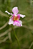 VANDA MISS JOAQUIM NATIONAL FLOWER OF SINGAPORE (VANDA TERES X VANDA HOOKERIANA)