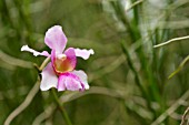 VANDA MISS JOAQUIM NATIONAL FLOWER OF SINGAPORE (VANDA TERES X VANDA HOOKERIANA)