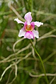 VANDA MISS JOAQUIM NATIONAL FLOWER OF SINGAPORE (VANDA TERES X VANDA HOOKERIANA)