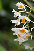 DENDROBIUM THYRSFLORUM