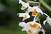 DENDROBIUM THYRSFLORUM