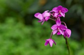 SPATHOGLOTTIS PLICATA