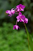 SPATHOGLOTTIS PLICATA