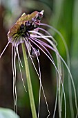 TACCA CHANTRIERI