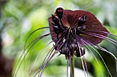 TACCA CHANTRIERI