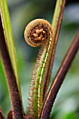 CYATHEACEAE FROND