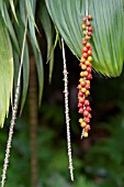 RIPE BERRIES HANGING FROM A PALM