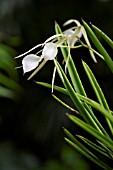 BRASSAVOLA NODOSA