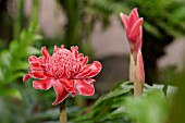 ETLINGERA ELATIOR