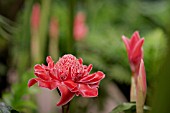 ETLINGERA ELATIOR