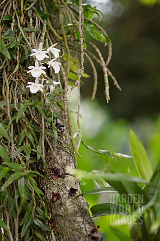 DENDROBIUM_DEAREI_ORCHID_GROWING_ON_A_TREE_TRUNK