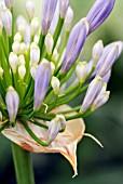 AGAPANTHUS; AFRICAN BLUE LILY FLOWER BUDS