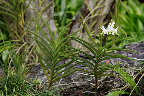 VASCOSTYLIS_ALEXANDER_CHOO_WEI_WEN