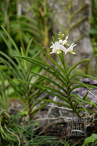 VASCOSTYLIS_ALEXANDER_CHOO_WEI_WEN